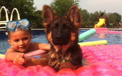 Client Testimonials Of Mittelwest German Shepherds Sulkowski Family Client Testimonials Of Mittelwest German Shepherds Sulkowski Family