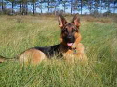 Client Testimonials Of Mittelwest German Shepherds Tinaki Client Testimonials Of Mittelwest German Shepherds Tinaki