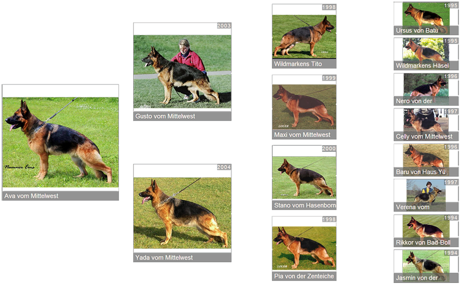 Retired Breeding Female V1 Ava vom Mittelwest - Pedigree