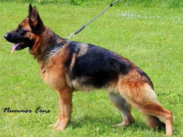 Retired Breeding Female - V1 Ava vom Mittelwest
