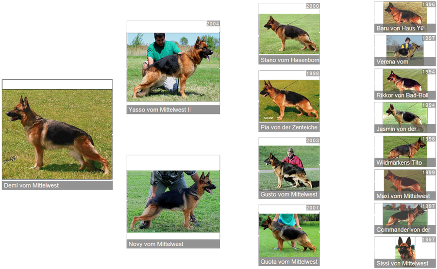Pedigree For Retired Breeding Female - V Demi vom Mittelwest