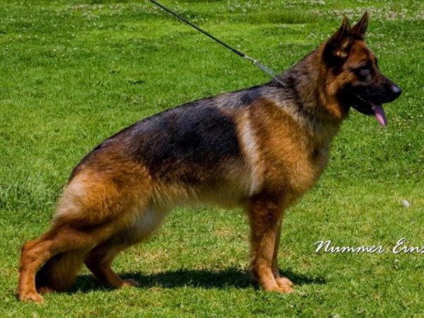 Retired Breeding Female - V1 Gabrielle vom Mittelwest 1