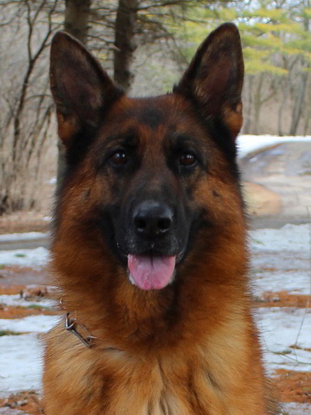 Retired Breeding Female - V1 Gabrielle vom Mittelwest 2