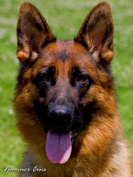 Retired Breeding Female - V1 Gabrielle vom Mittelwest 3