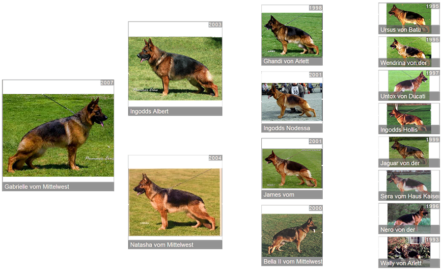 Retired Breeding Female V1 Gabrielle vom Mittelwest - Pedigree