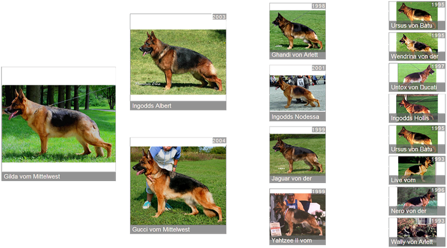 Retired Breeding Female V Gilda vom Mittelwest - Pedigree