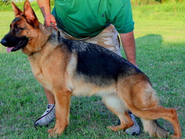 Retired Breeding Female - V Osa vom Mittelwest