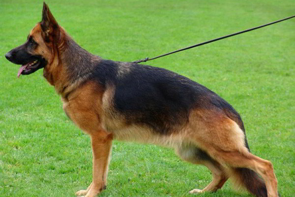 Retired Breeding Female - V Peyton vom Mittelwest 1