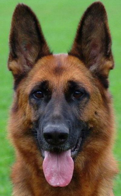 Retired Breeding Female - V Peyton vom Mittelwest 2