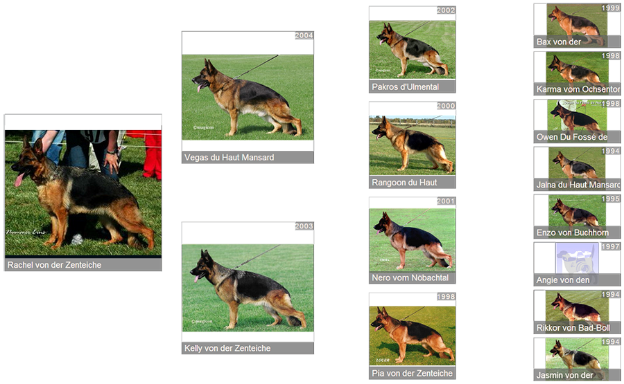 Pedigree For Retired Breeding Female - Rachel von der Zenteiche Pedigree