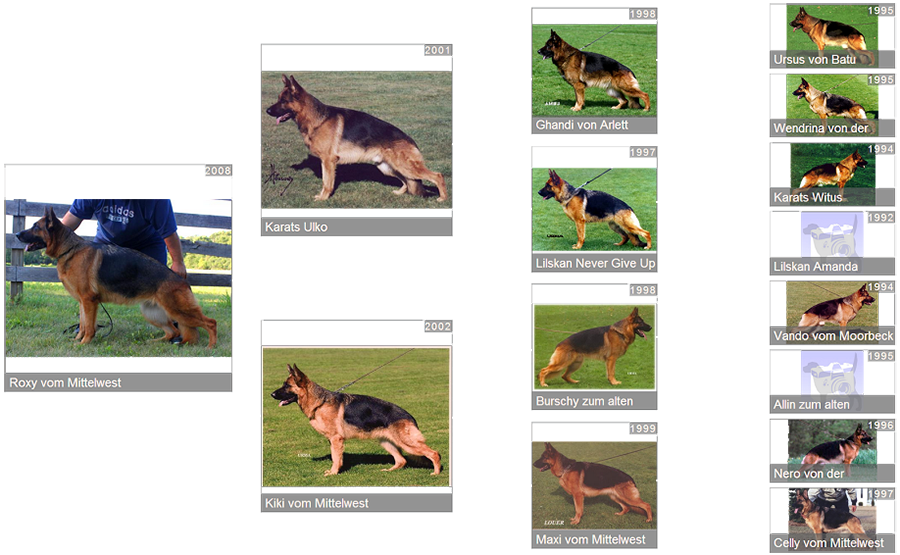 Retired Breeding Female V1 Roxy vom Mittelwest - Pedigree