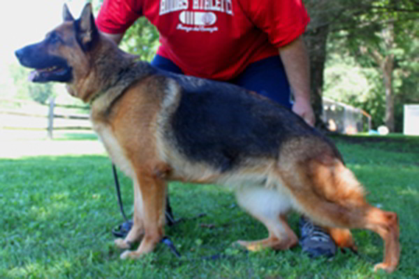 etired Breeding Female - V1 Roxy vom Mittelwest 1
