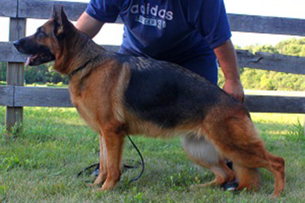 etired Breeding Female - V1 Roxy vom Mittelwest 2