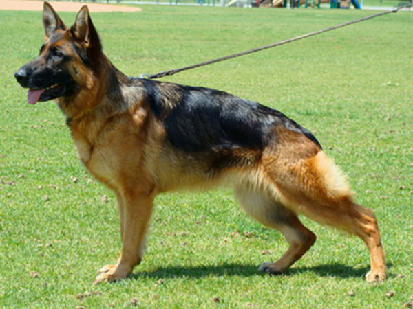 Retired Breeding Female - V1 Urma vom Mittelwest 1