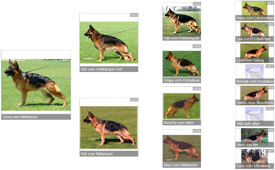 Retired Breeding Female V1 Urma vom Mittelwest - Pedigree