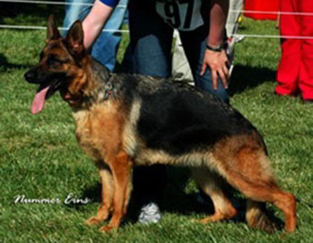 Retired Breeding Females Rachel von der Zenteiche