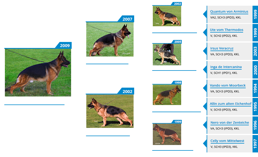 Retired Stud VA Marco vom Mittelwest II - Pedigree