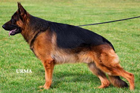 Champion Stud - V Sirius vom Mittelwest 1