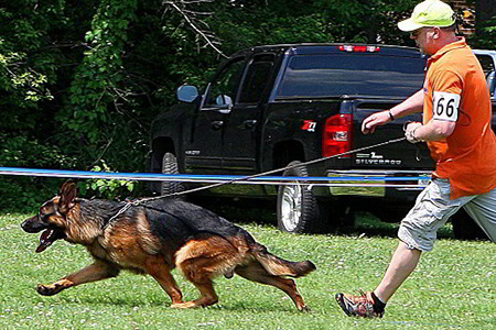 Champion Stud - V Sirius vom Mittelwest 2