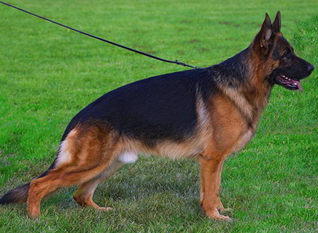 Champion Stud - VA Marco vom Mittelwest II - 1