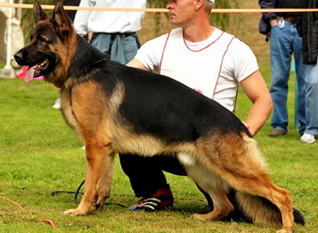 Champion Stud - VA Marco vom Mittelwest II - 2