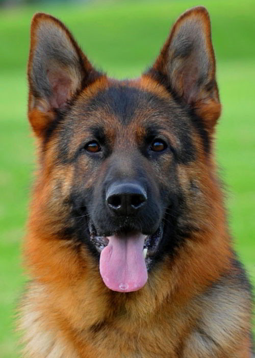 Champion Stud - VA Marco vom Mittelwest II - 3