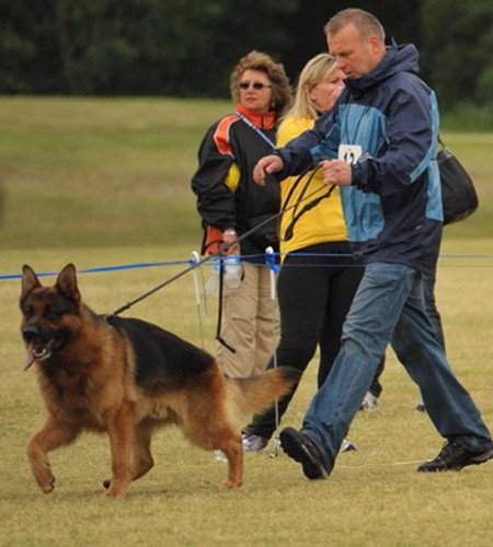 Champion Stud - VA1 SIEGER Rocco vom Mittelwest 3