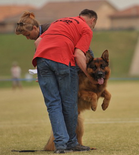 Champion Stud - VA1 SIEGER Rocco vom Mittelwest 4
