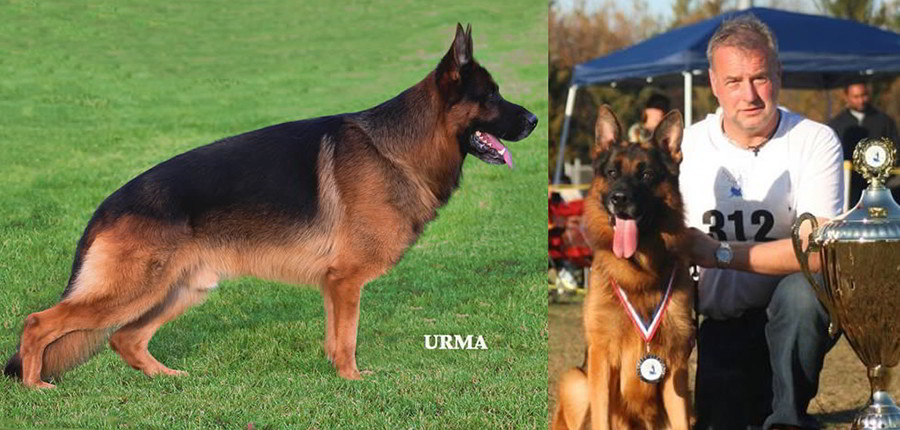 Champion Stud - VA1 SIEGER Rocco vom Mittelwest 5