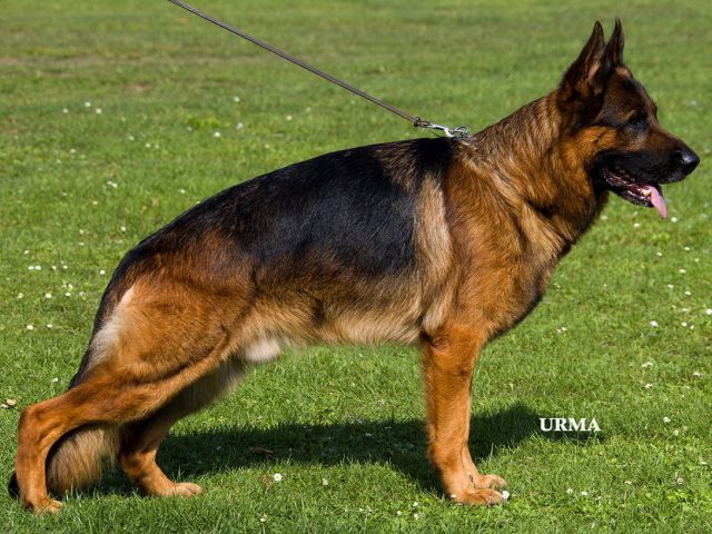 Odin-2012-Usa-Sieger