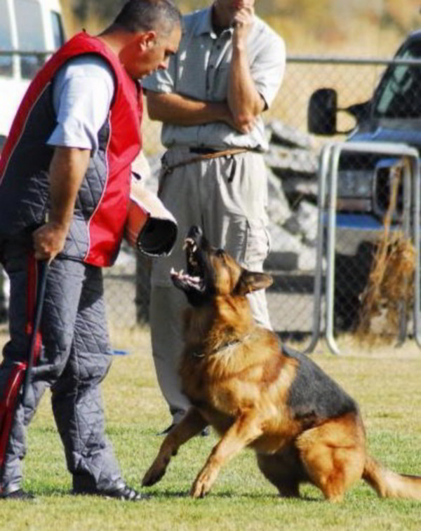 Vandal-Von-Mittelwest-At-Nationals