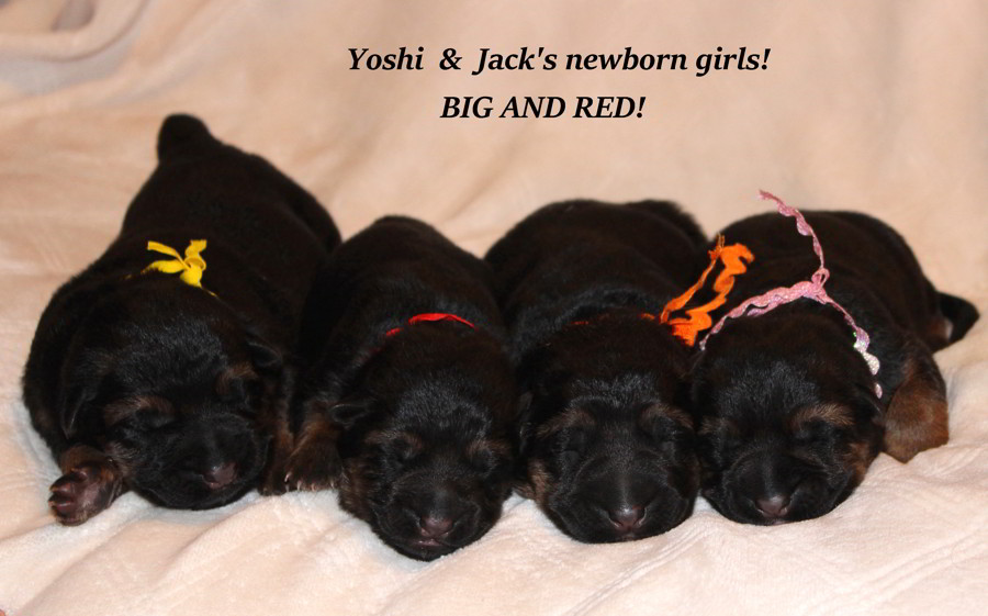 Jack & Yoshis Female Newborns