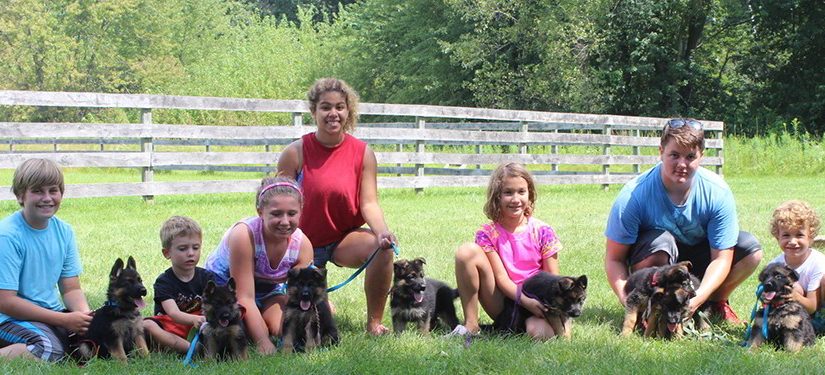 Kids Training At Mittelwest German Shepherds In Wonder Lake Illinois