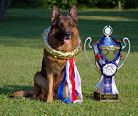 The Show Results Of Mittelwest German Shepherds