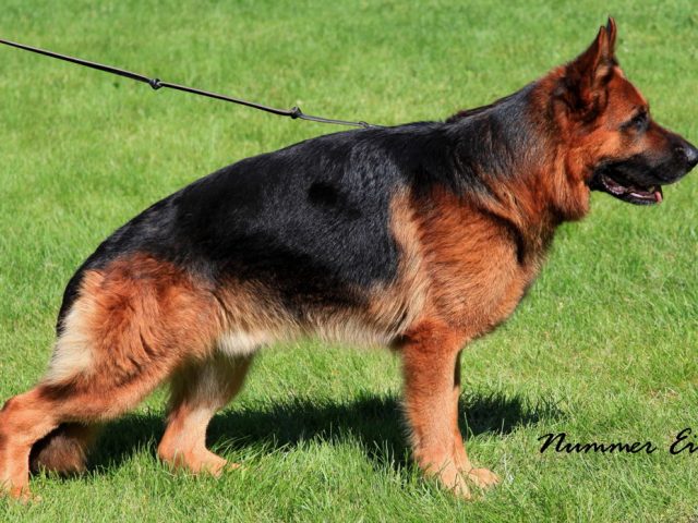 Titan-2010-USA-Sieger