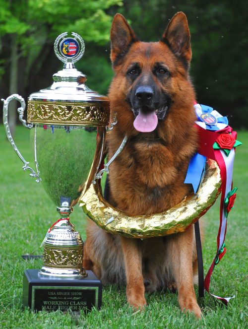 Titan-Siger-Champion