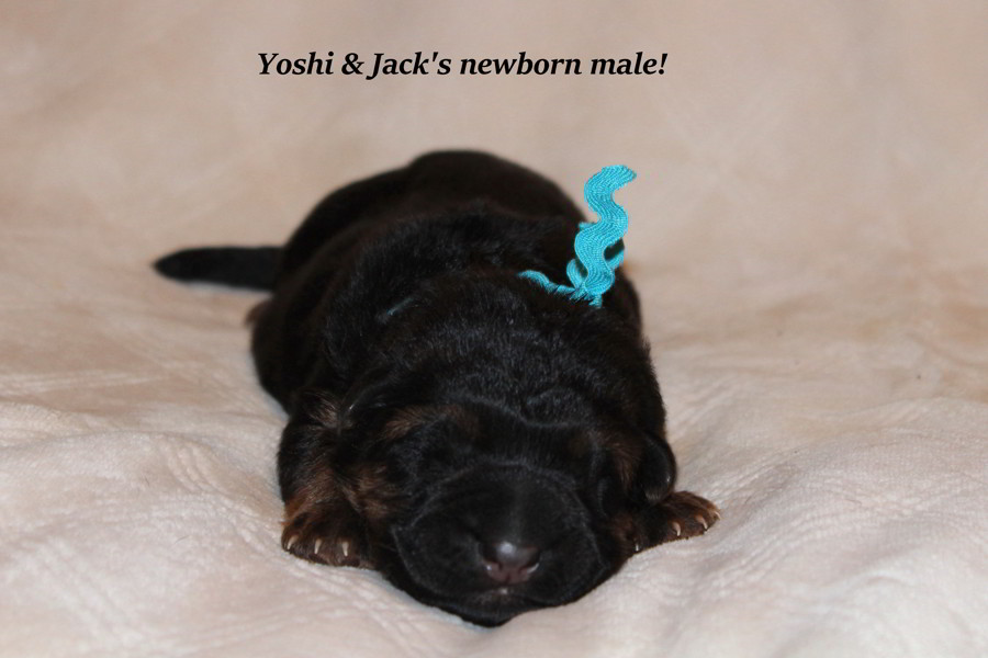 Jack & Yoshis Male Newborns