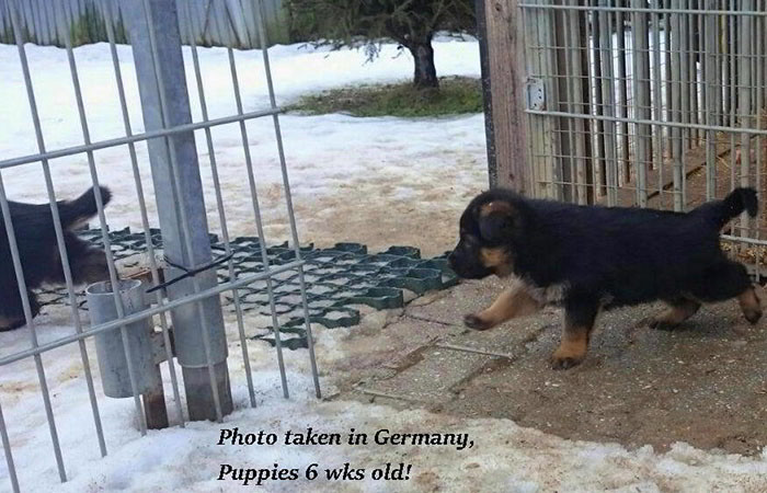 German-Pups-March-3B