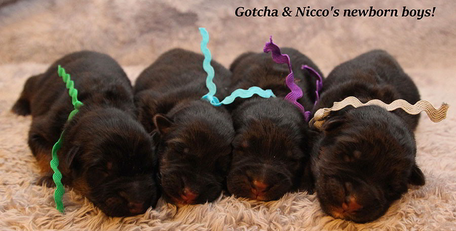 Gotcha-Nicco-Newborns-2