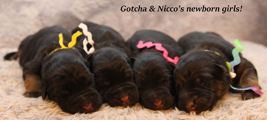 Gotcha-Nicco-Newborns