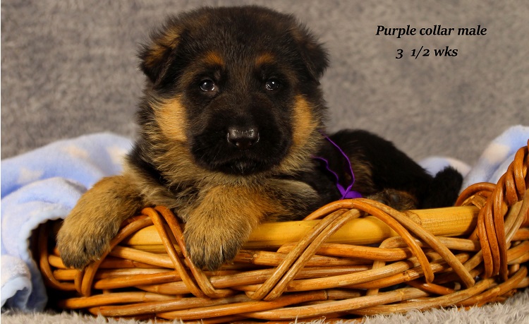 marta-35-purple