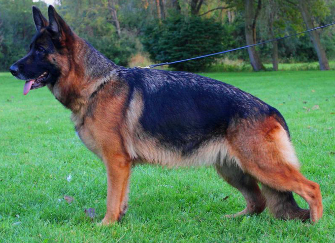 Breeding Female VA Anadja vom Mittelwest