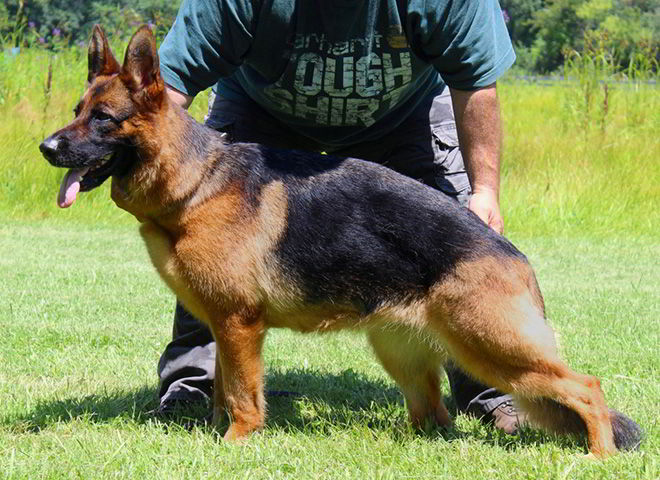 Mittelwest's Breeding Females - V1 Coby vom Mittelwest - Sch2 (IPO2), KKL, Lbz