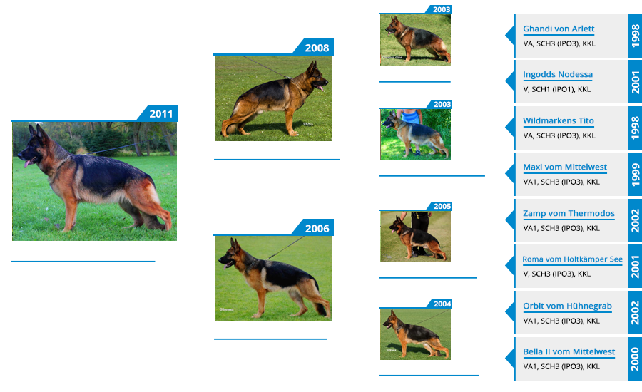 Breeding Females - VA Anadja vom Mittelwest - Pedigree