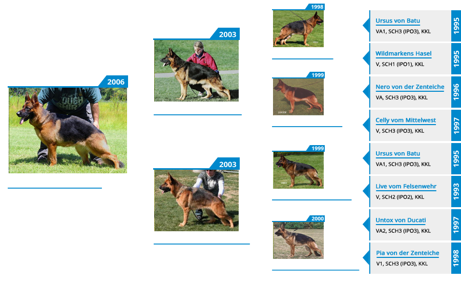 Breeding Females - V1 Coby vom Mittelwest - Pedigree