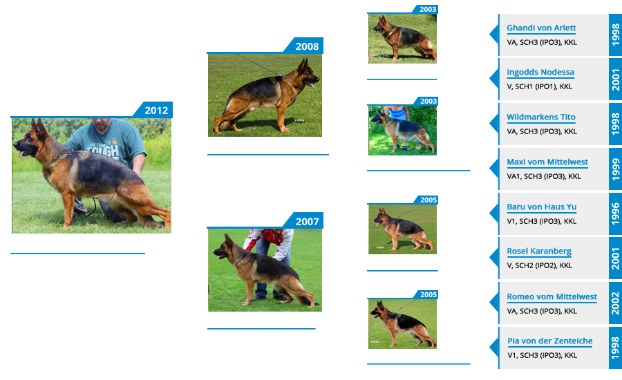 Breeding Females - V1 Vanna vom Mittelwest - Pedigree