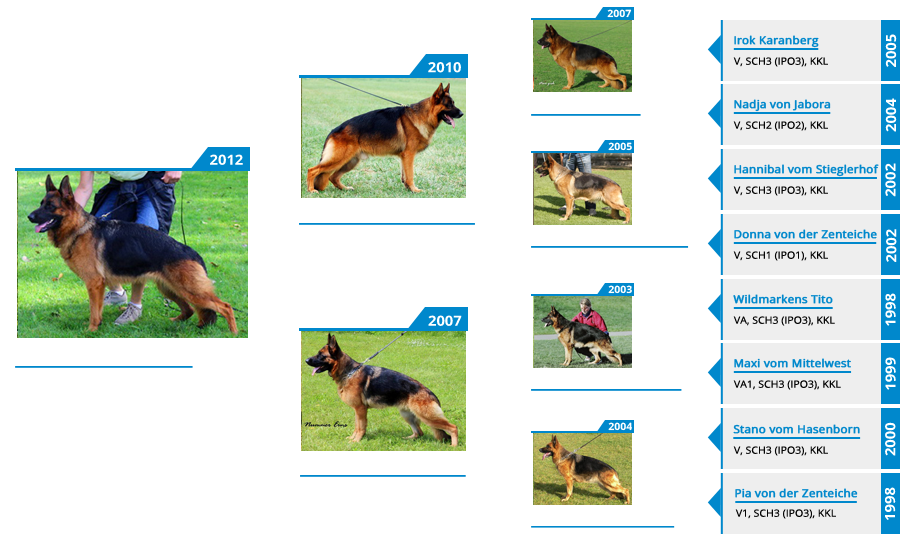 Breeding Females - V1 Xtra vom Mittelwest - Pedigree