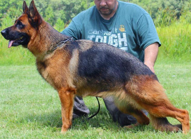 Mittelwest's Breeding Females - V1 Vanna vom Mittelwest - Sch2 (IPO2), KKL, Lbz