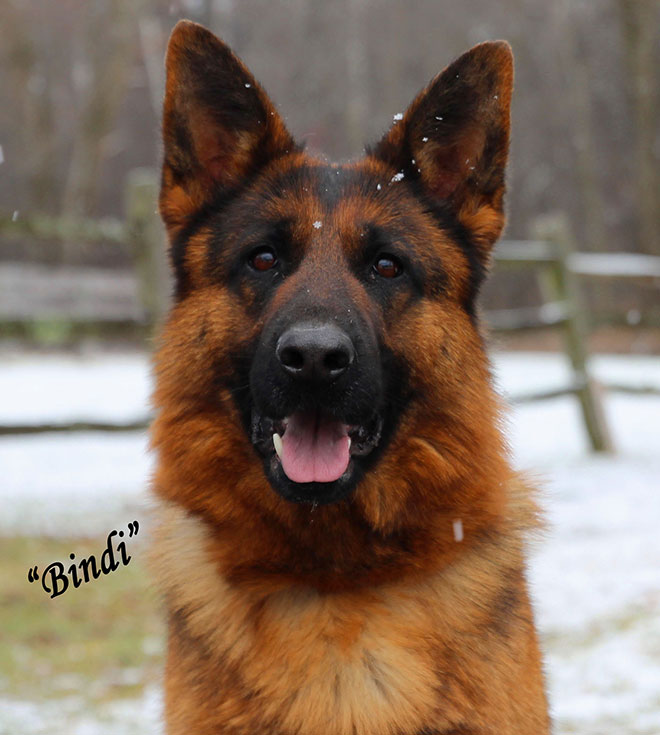 Mittelwest's Breeding Females - V Bindi vom Mittelwest II Sch2 (IPO2), KKL