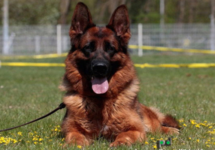 Breeding Female - Kona vom Mittelwest II